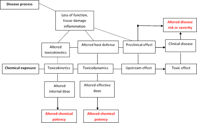 Toxicity pathways. Toxicity pathways describe the processes by