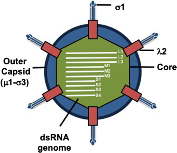 Reovirus Friend And Foe Springerlink Reovirus Friend And Foe Springerlink