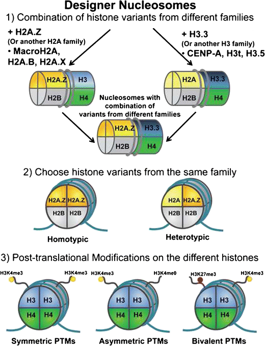 Chemical “Diversity” of Chromatin Through Histone Variants and Histone  Modifications | SpringerLink