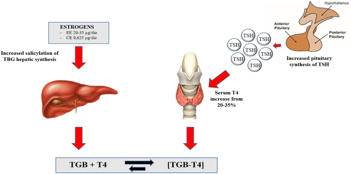 Effects of oral contraceptives on thyroid function and vice versa |  SpringerLink