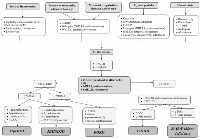 Rare forms of congenital adrenal hyperplasia: pathogenesis, clinical ...