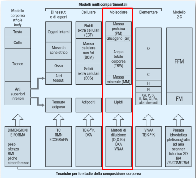 L'assorbimetria a raggi X a doppia energia: oltre l'osso c'è di più |  SpringerLink