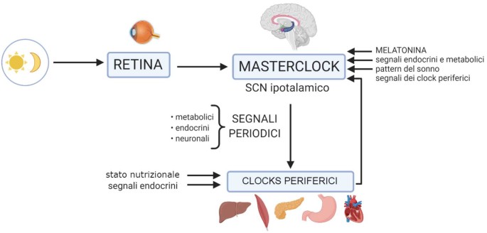Ritmi circadiani e variabili metaboliche | SpringerLink