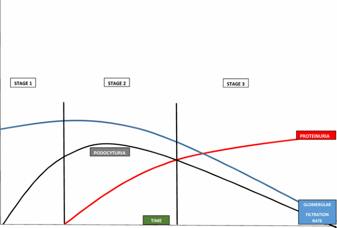 There is no correlation between podocyturia and the variables age