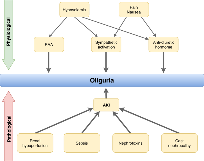 Oliguria in critically ill patients: a narrative review | SpringerLink