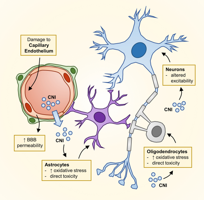 Immunosuppression Related Neurological Disorders In Kidney Transplantation Springerlink