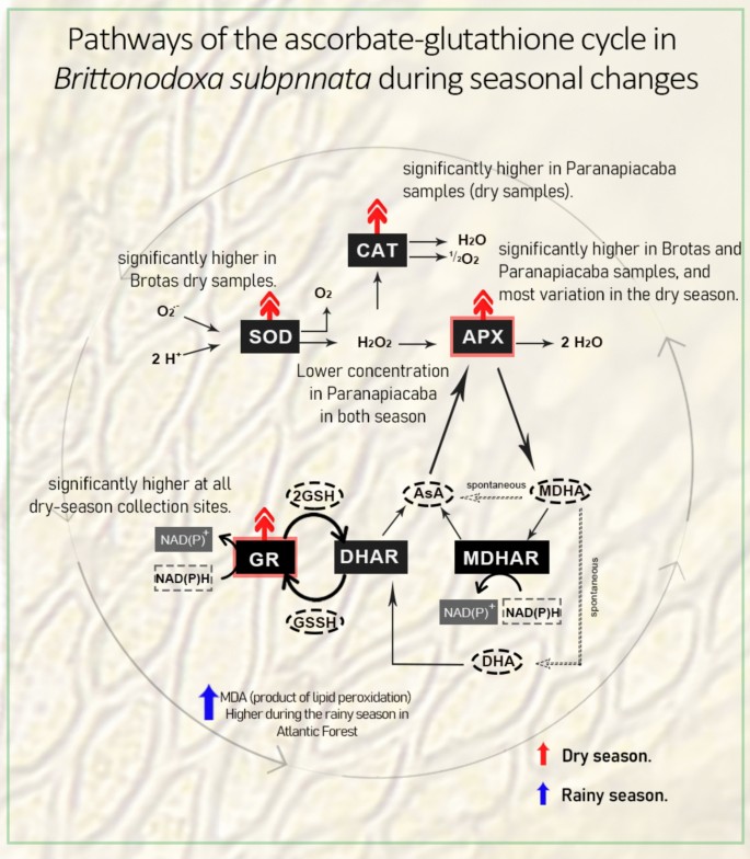 Seasonal regulation of the antioxidant systems confers resilience in the  moss Brittonodoxa subpinnata | Theoretical and Experimental Plant  Physiology | Springer Nature Link