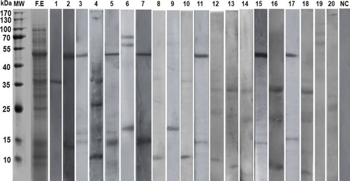 C1q binding of crude plant extracts. Crude extracts were