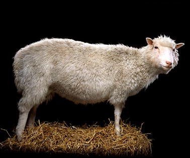 Animal breeding in the age of biotechnology: the investigative pathway  behind the cloning of Dolly the sheep | SpringerLink