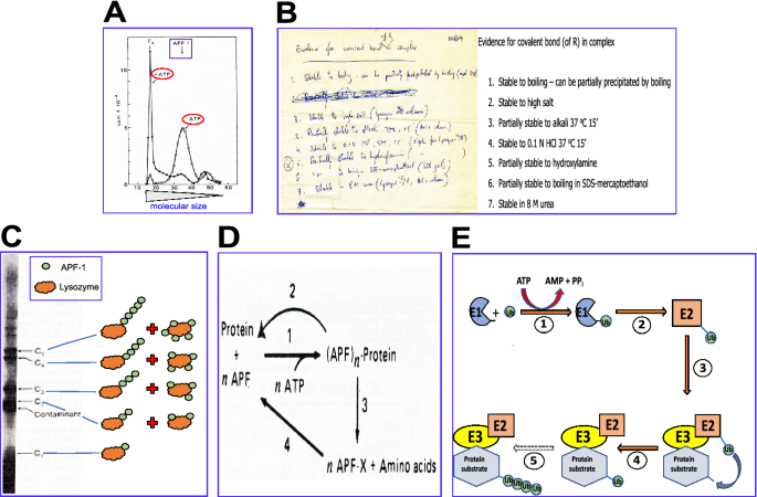 Question Driven Stepwise Experimental Discoveries In Biochemistry Two Case Studies Springerlink