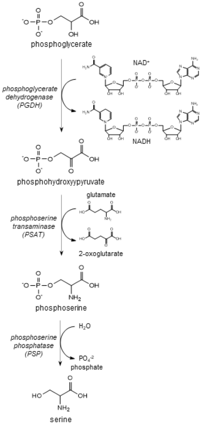 Mechanisms of macromolecular reactions | History and Philosophy of the Life  Sciences