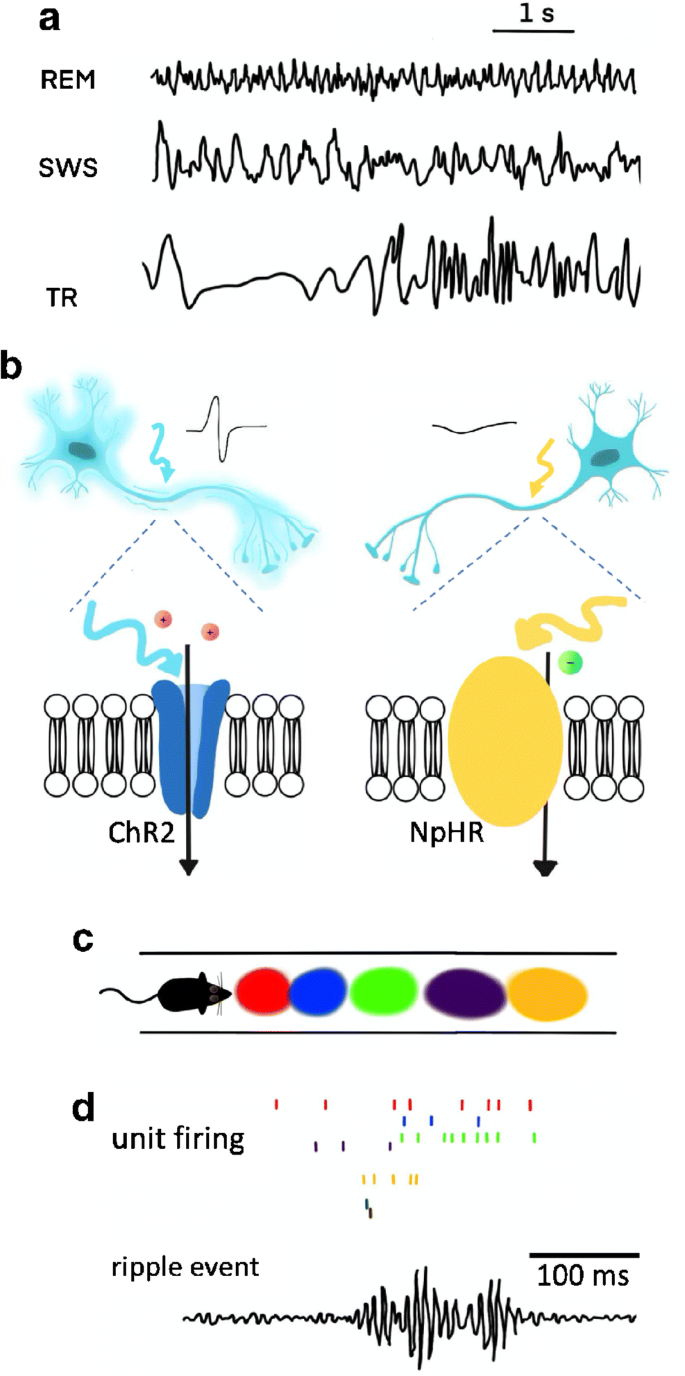 Molecular mechanisms of consolidation. After the encoding of a