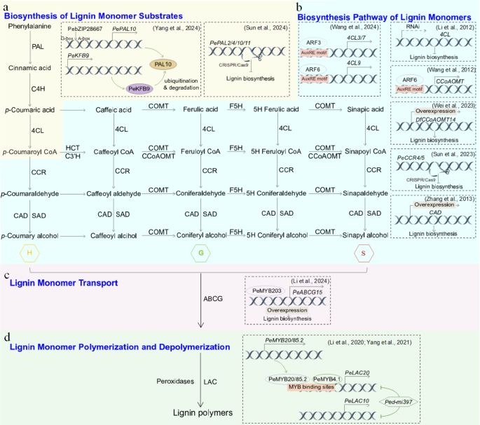 Lignin Biosynthesis and Genetic Regulation in Bamboo: Toward Cell Wall ...
