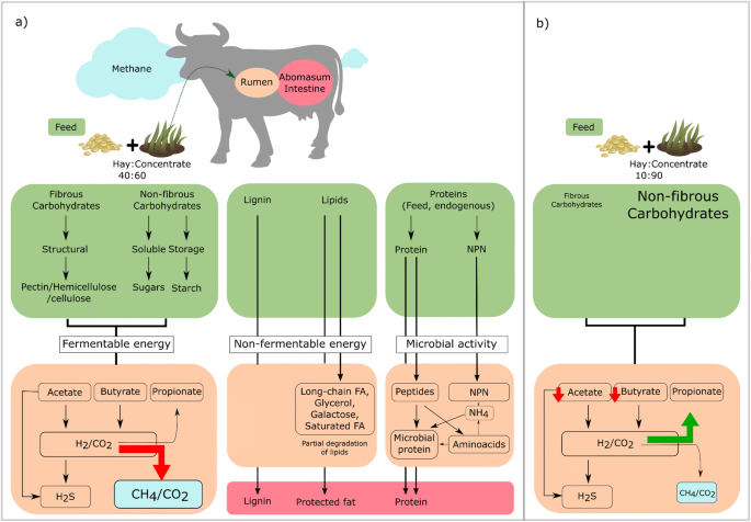 Management of Enteric Methanogenesis in Ruminants by Algal-Derived Feed  Additives | SpringerLink