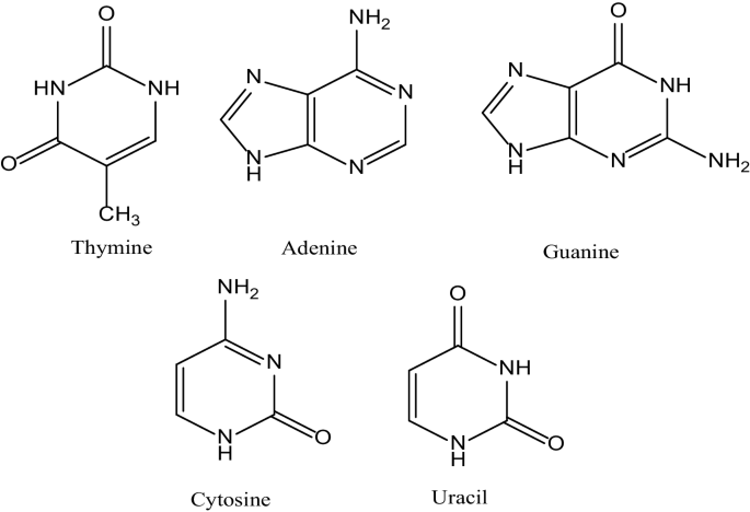 Investigation Of Dna Rna Molecules For The Efficiency And Activity Of Corrosion Inhibition By Dft And Molecular Docking Springerlink Investigation Of Dna Rna Molecules For The Efficiency And Activity Of Corrosion Inhibition By Dft And Molecular Docking Springerlink