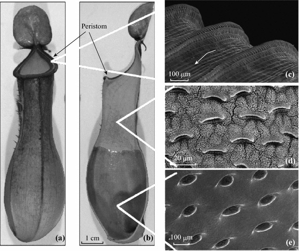 figure 29