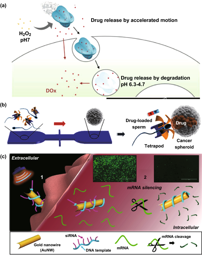 A Review On Artificial Micro Nanomotors For Cancer Targeted Delivery Diagnosis And Therapy Springerlink