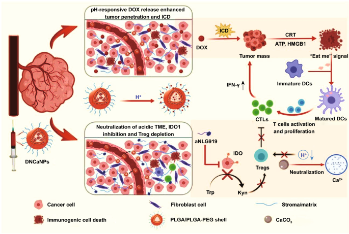 Caco 3 Assisted Preparation Of Ph Responsive Immune Modulating Nanoparticles For Augmented Chemo Immunotherapy Springerlink