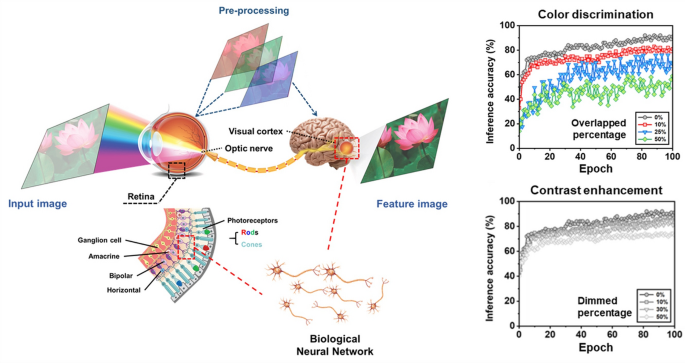 RGB Color-Discriminable Photonic Synapse for Neuromorphic Vision System ...
