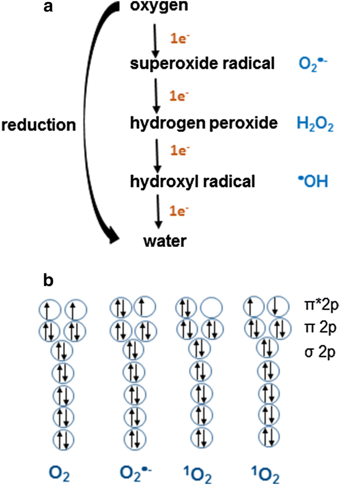 Biological chemistry of superoxide radicals | SpringerLink