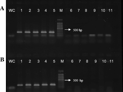 Pcr Based Methods For Detection Of Erwinia Psidii On Guava Springerlink Pcr Based Methods For Detection Of Erwinia Psidii On Guava Springerlink