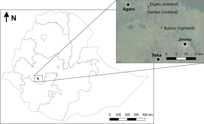 Seasonal and altitudinal differences in coffee leaf rust epidemics