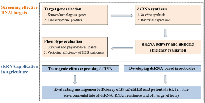 Rna Interference Mediated Control Of Asian Citrus Psyllid The Vector Of The Huanglongbing Bacterial Pathogen Springerlink