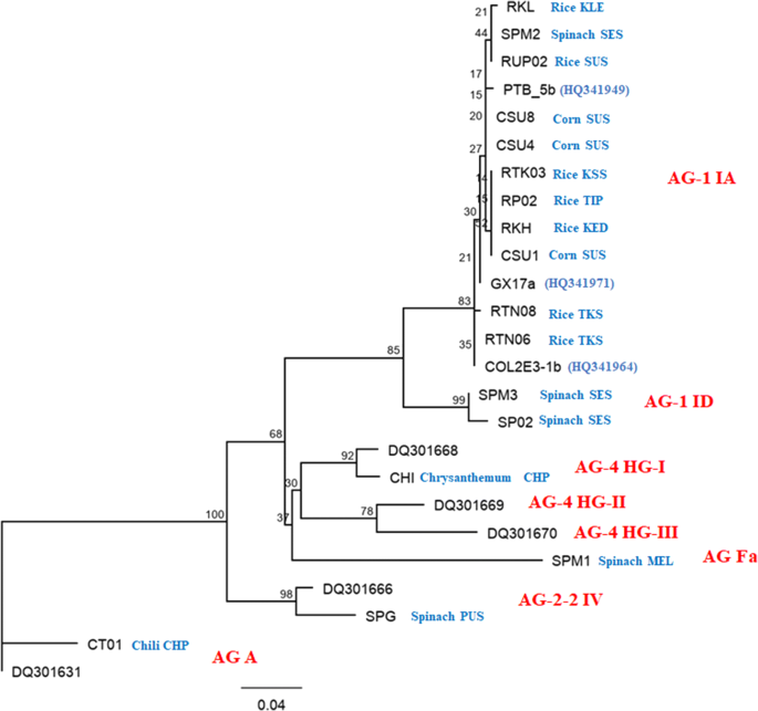 Characterization Of Inter And Intra Anastomosis Group Of Rhizoctonia Spp Isolated From Different Crops In Peninsular Malaysia Springerlink