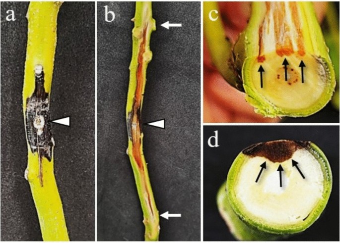 Apical Inoculation Lasiodiplodia theobromae disease symptom development in young avocado ...