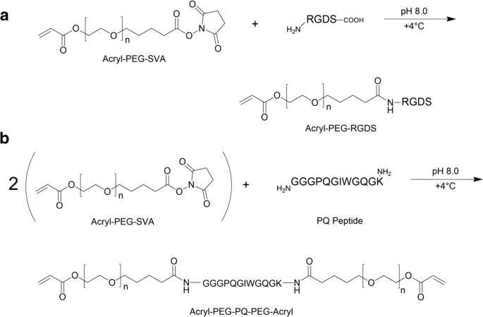 Bioactive Poly Ethylene Glycol Acrylate Hydrogels For Regenerative Engineering Springerlink Bioactive Poly Ethylene Glycol Acrylate Hydrogels For Regenerative Engineering Springerlink