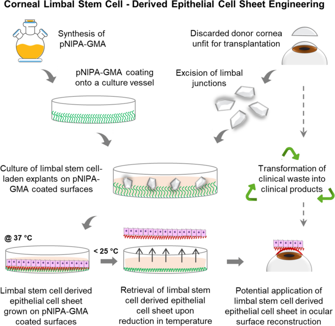 Bioengineered Human Limbal Stem Cell–Derived Epithelial Sheets for ...