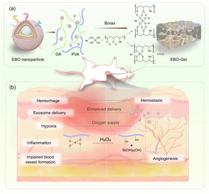 Exosome Nanofiber Hybrid Therapeutics for Targeted Diabetic Wound Healing:  Hypoxia-Enhanced ADSC Exosomes and PI3K/Akt Pathway Modulation |  Regenerative Engineering and Translational Medicine | Springer Nature Link