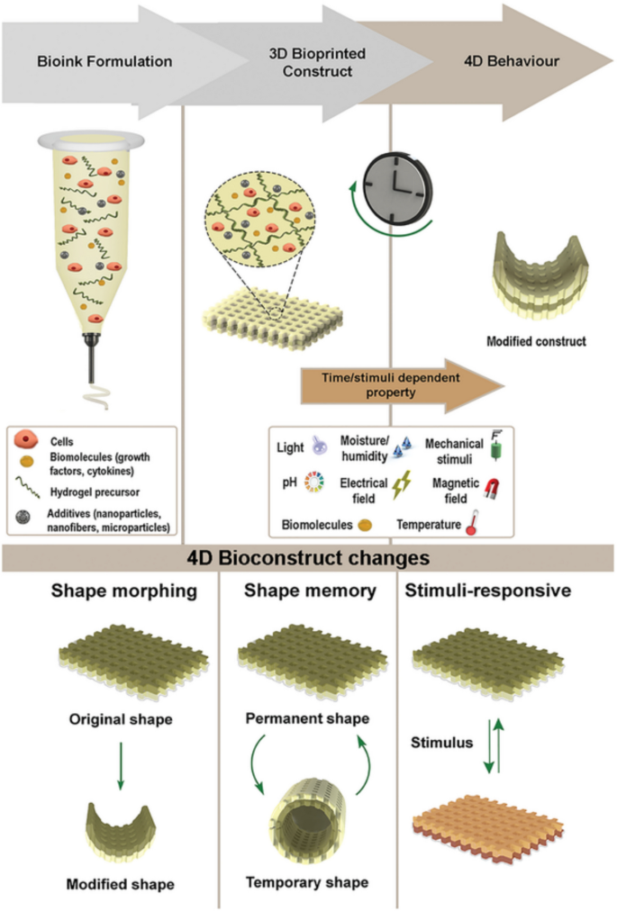 Biomechanical Innovations in Advanced Materials: a Pathway to ...