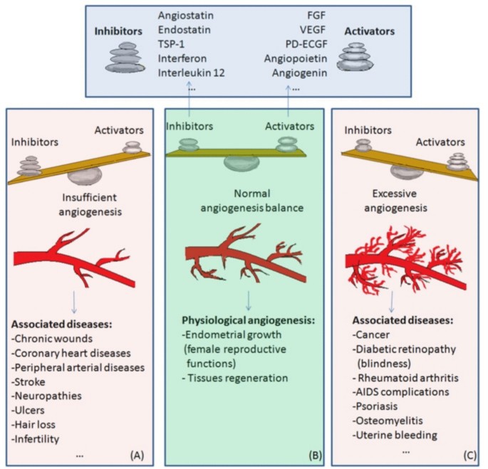A Mini-review On Angiogenesis and Its Role in Cancer | Regenerative ...