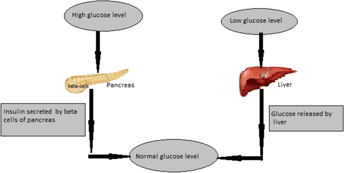 Bifurcation And Stability Analysis Of Glucose Insulin Regulatory System In The Presence Of B Cells Springerlink