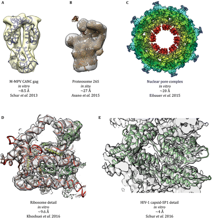 In situ cryo-electron tomography reveals the asymmetric