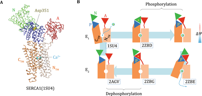 P-type ATPases use a domain-association mechanism to couple ATP hydrolysis  to conformational change | SpringerLink