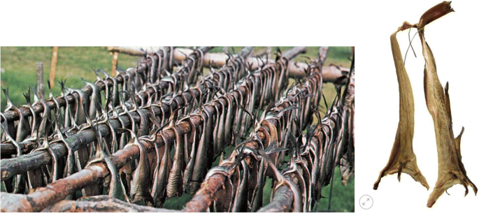 Indoor production of stockfish - Nofima