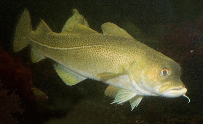 Indoor production of stockfish - Nofima