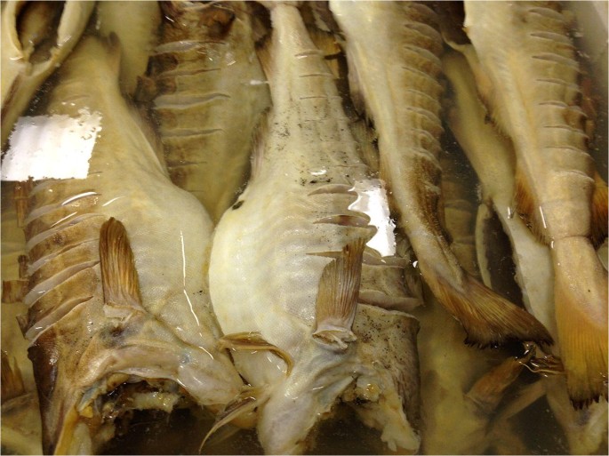 Indoor production of stockfish - Nofima