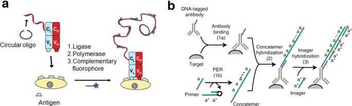 dna protein conjugates