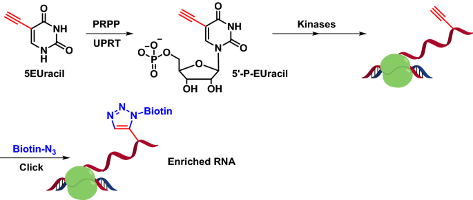 Expanding the Scope of RNA Metabolic Labeling with Vinyl