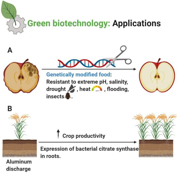 Pros and cons of using green biotechnology to solve food insecurity and  achieve sustainable development goals | SpringerLink