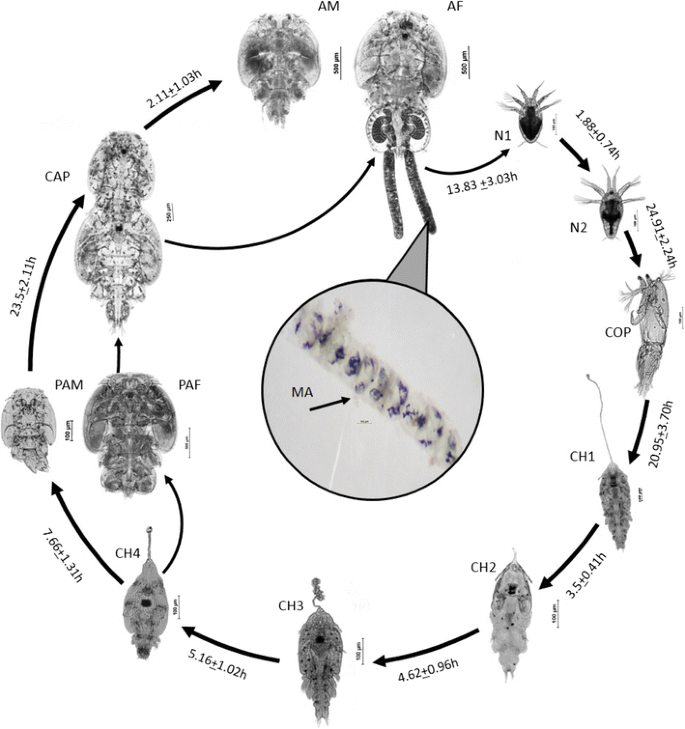 The Life Cycle Of Caligus Minimus On Seabass Lates Calcarifer From Floating Cage Culture Springerlink