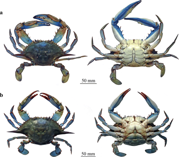 Blue crab new orleans Blue crab new orleans