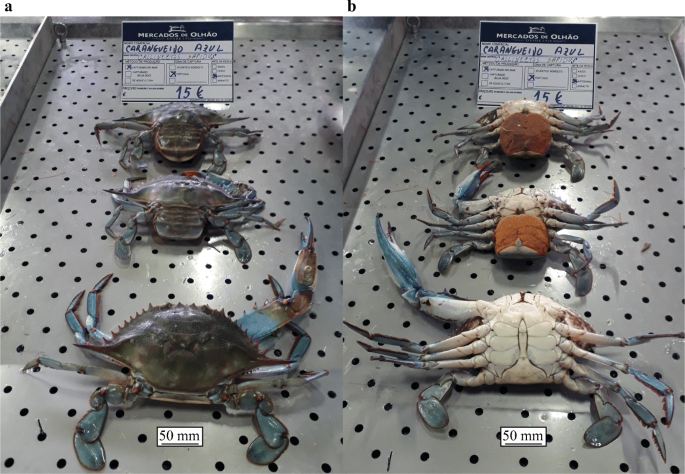Preserved Blue Crab Callinectes