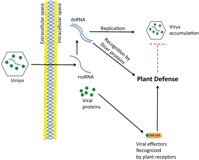 Masters Of Manipulation How Do Positive Sense Rna Viruses Employ Plant Proteins To Replicate Move From Cell To Cell And Overcome Antiviral Immunity Springerlink Masters Of Manipulation How Do Positive Sense Rna Viruses Employ Plant Proteins To Replicate Move From Cell To Cell And Overcome Antiviral Immunity Springerlink