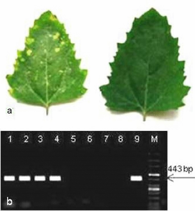 Determination of biological properties of cherry virus Trakiya and its  incidence on sweet cherry (Prunus avium L.) in Bulgaria | SpringerLink