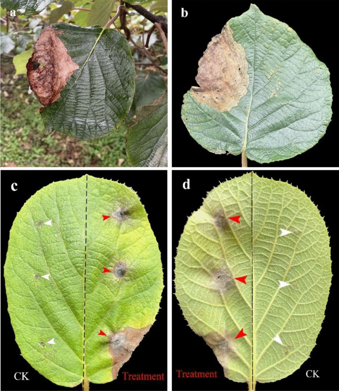 First report of Alternaria longipes causing kiwifruit leaf spot in China and screening of potentially fungicidal active substances | Journal of Plant Diseases and Protection