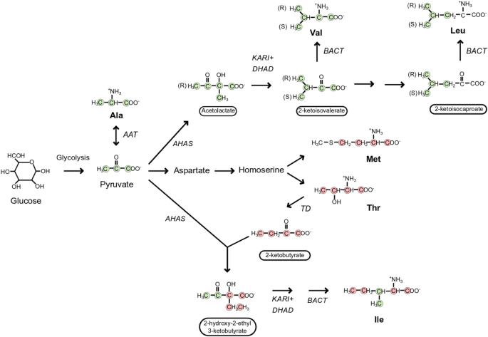 Accessing Structure Dynamics And Function Of Biological Macromolecules By Nmr Through Advances In Isotope Labeling Springerlink